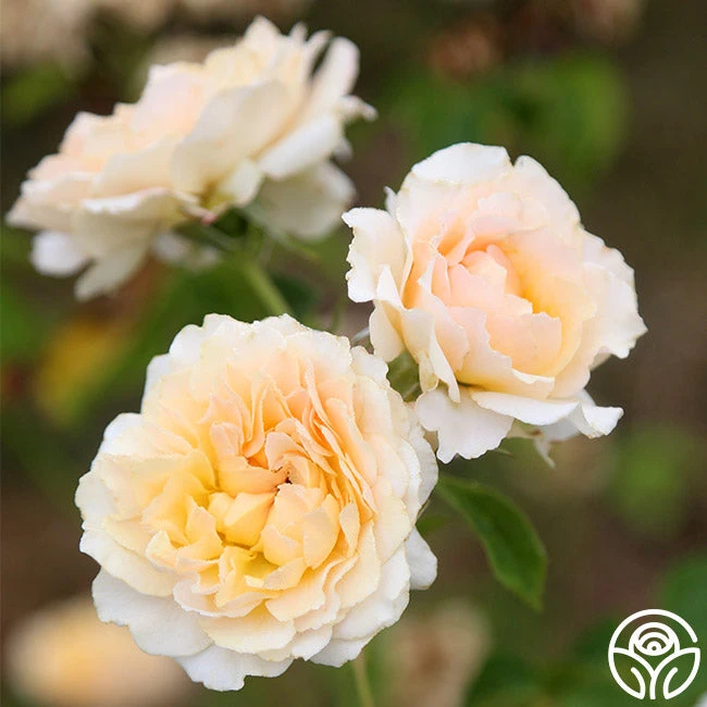 Celtic Pride™ 1 Celtic Pride™