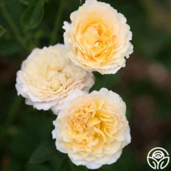 Celtic Pride™ 11 Celtic Pride™ -FloraFinesse Shop celtic pride 13