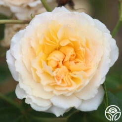 Celtic Pride™ 10 Celtic Pride™ -FloraFinesse Shop celtic pride 14