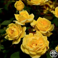 Ch-Ching! -FloraFinesse Shop ch ching 2 8