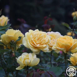 Ch-Ching! -FloraFinesse Shop ch ching 3 8