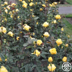 Ch-Ching! -FloraFinesse Shop ch ching 7