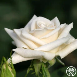 Champagne -FloraFinesse Shop champagne 3 2 1