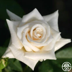 Champagne -FloraFinesse Shop champagne 4 5