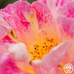 Champagne Cocktail -FloraFinesse Shop champagne cocktail 4