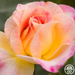 Champagne Cocktail -FloraFinesse Shop champagne cocktail 5