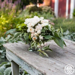 Champagne Wishes -FloraFinesse Shop champagne wishes 2 1