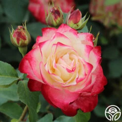 Cherry Parfait™ 12 Cherry Parfait™ -FloraFinesse Shop cherry parfait 2 8