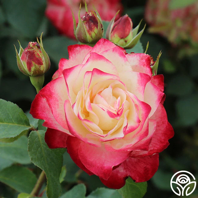 Cherry Parfait™ 5 Cherry Parfait™ - Image 5