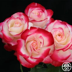 Cherry Parfait™ 10 Cherry Parfait™ -FloraFinesse Shop cherry parfait 6 9