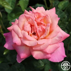 Chicago Peace® -FloraFinesse Shop chicago peace 2 8