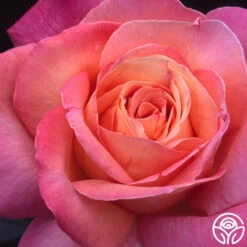 Chicago Peace® -FloraFinesse Shop chicago peace 5 8