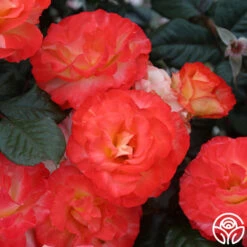 Chihuly™ -FloraFinesse Shop chihuly 1 4