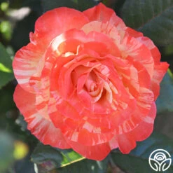 Chihuly™ -FloraFinesse Shop chihuly 4 1