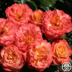 Chihuly™ -FloraFinesse Shop chihuly 7