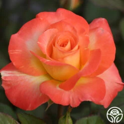 Chihuly™ -FloraFinesse Shop chihuly 8