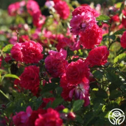 Children's Hope™ -FloraFinesse Shop childrens hope 2