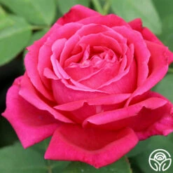 Chrysler Imperial -FloraFinesse Shop chrysler imperial 4 8