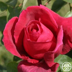 Chrysler Imperial -FloraFinesse Shop chrysler imperial 6