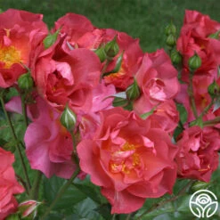 Cinco De Mayo 25 Cinco De Mayo -FloraFinesse Shop cinco de mayo 1 1 1