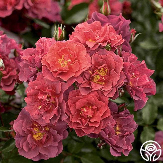 Cinco De Mayo 1 Cinco De Mayo