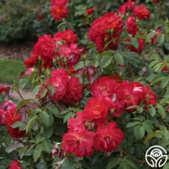 Cinco De Mayo 26 Cinco De Mayo -FloraFinesse Shop cinco de mayo 3 8