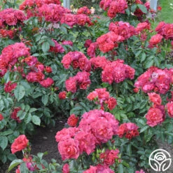 Cinco De Mayo 28 Cinco De Mayo -FloraFinesse Shop cinco de mayo 4 8