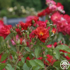 Cinco De Mayo 27 Cinco De Mayo -FloraFinesse Shop cinco de mayo 6 8