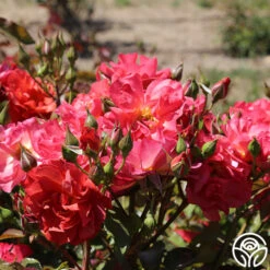 Cinco De Mayo 29 Cinco De Mayo -FloraFinesse Shop cinco de mayo 71