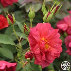 Cinco De Mayo 18 Cinco De Mayo -FloraFinesse Shop cinco de mayo 7 1