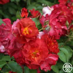 Cinco De Mayo 24 Cinco De Mayo -FloraFinesse Shop cinco de mayo 8 1