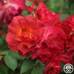 Cinco De Mayo 19 Cinco De Mayo -FloraFinesse Shop cinco de mayo 9 1