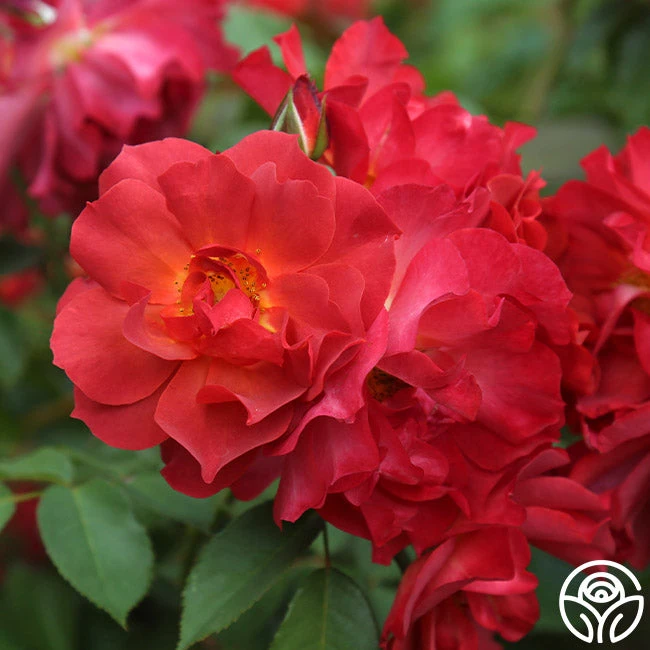 Cinco De Mayo 5 Cinco De Mayo - Image 5