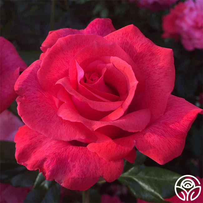 Cinnamon Dolce™ 2 Cinnamon Dolce™ - Image 2