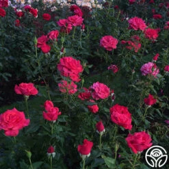 Cinnamon Dolce™ 22 Cinnamon Dolce™ -FloraFinesse Shop cinnamon dolce 5 1