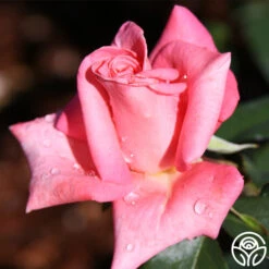 Cloud Nine -FloraFinesse Shop cloud nine 2 1 1