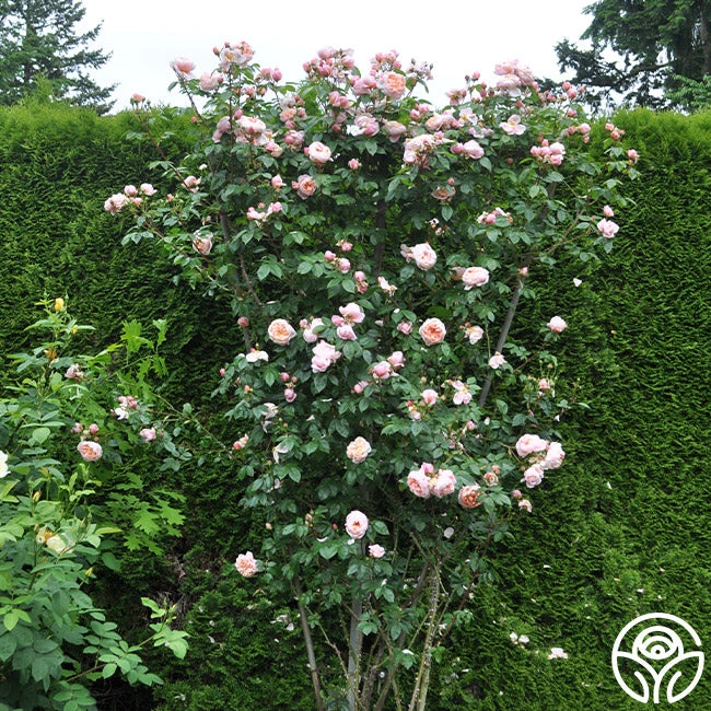 Colette® 4 Colette® - Image 4