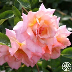 Compassion® 23 Compassion® -FloraFinesse Shop compassion 8