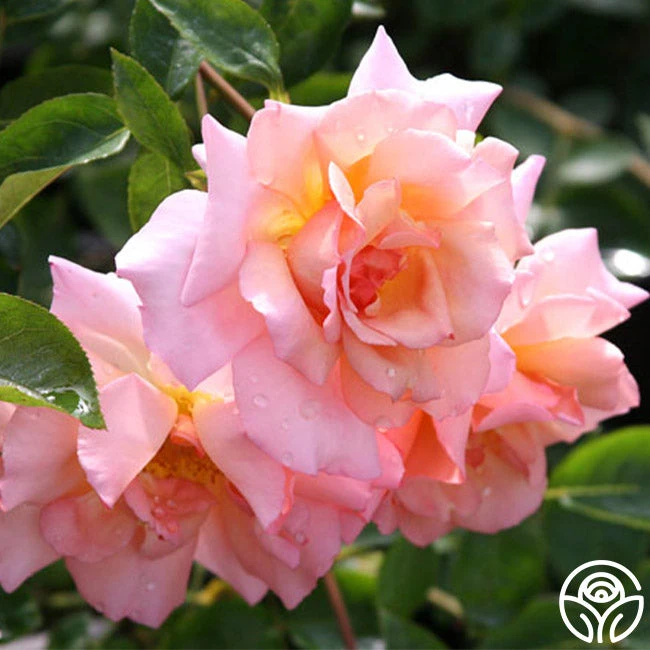 Compassion® 9 Compassion® - Image 9