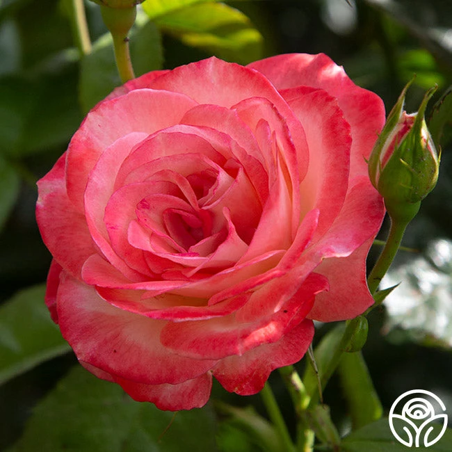 Coretta Scott King 3 Coretta Scott King - Image 3