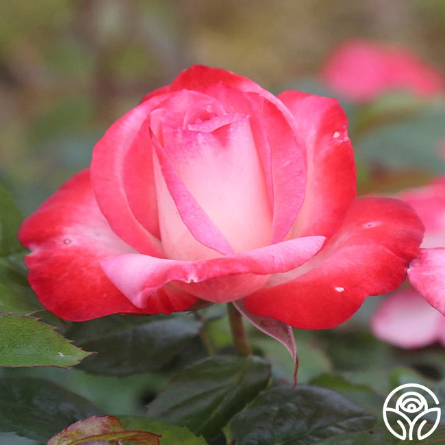 Coretta Scott King 4 Coretta Scott King - Image 4