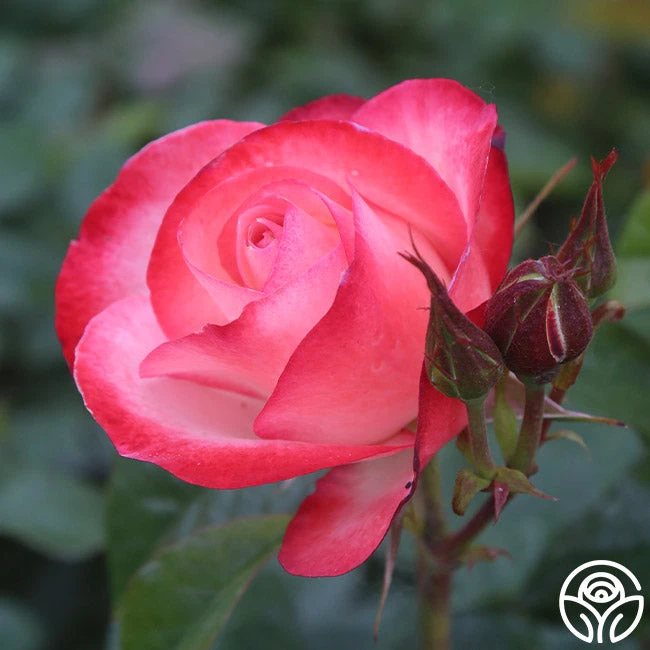 Coretta Scott King 5 Coretta Scott King - Image 5