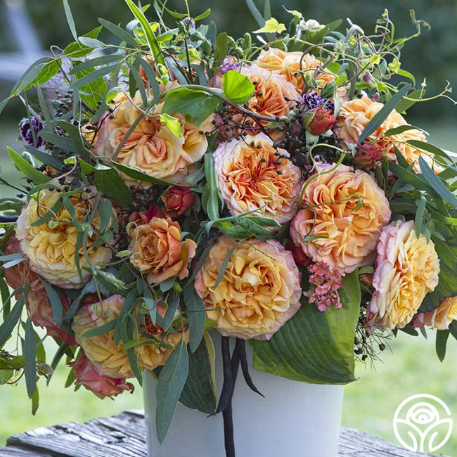 Sunbelt® Crazy Love™ 2 Sunbelt® Crazy Love™ - Image 2