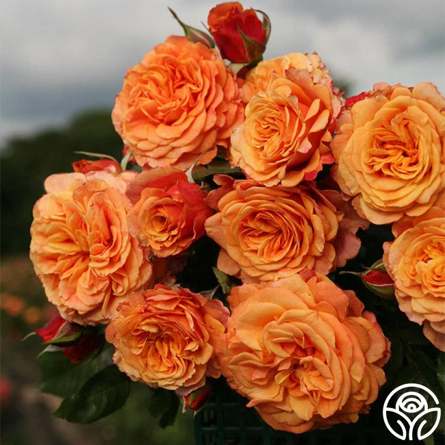 Sunbelt® Crazy Love™ 1 Sunbelt® Crazy Love™