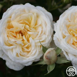 Cream Abundance™ -FloraFinesse Shop cream abundance logo 02