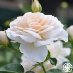 Cream Abundance™ -FloraFinesse Shop cream abundance logo 05