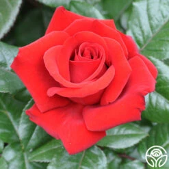 Crimson Bouquet™ -FloraFinesse Shop crimson bouquet 8