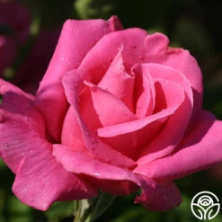 Cynthia -FloraFinesse Shop cynthia 3 4