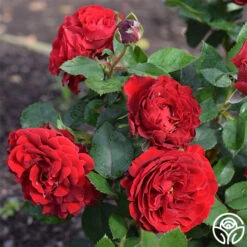 Dancing In The Dark™ -FloraFinesse Shop dancing in the dark 2 5