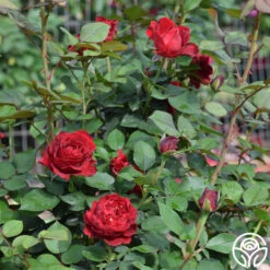 Dancing In The Dark™ -FloraFinesse Shop dancing in the dark 5